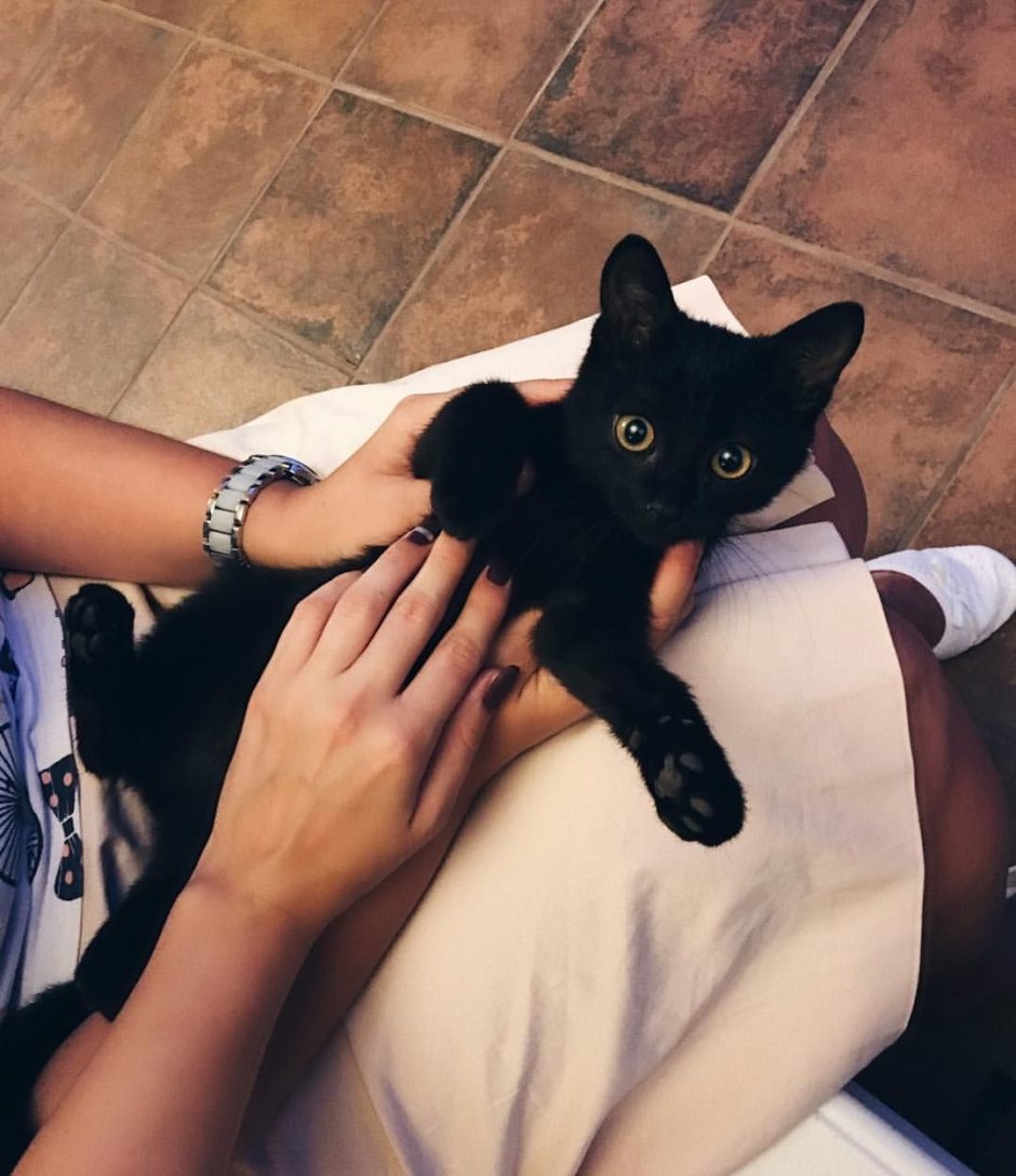 Маленькие котята Шотландские вислоухие