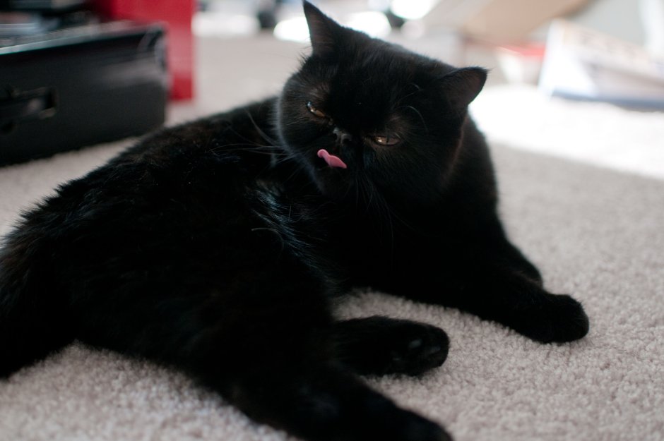 Шотландская кошка прямоухая черная