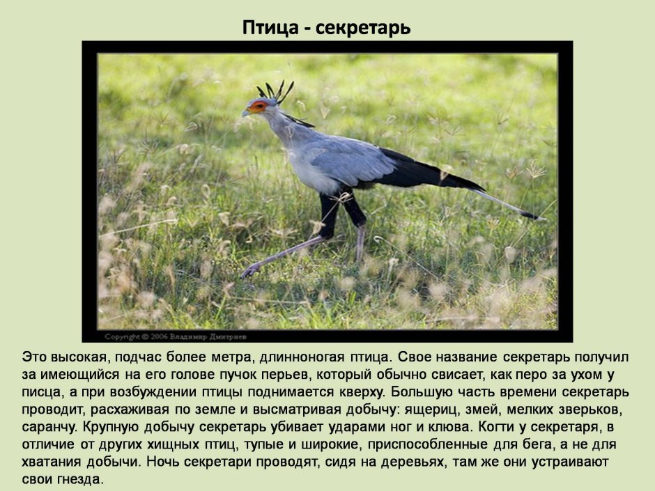 Птица секретарь и Кобра