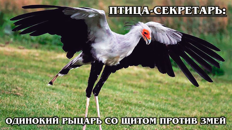 Птица секретарь