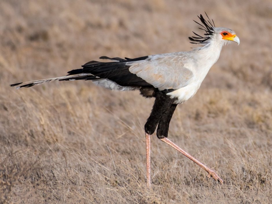 Making Birds Drink in the Desert