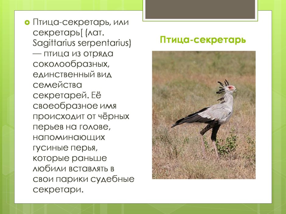 Птица секретарь ареал