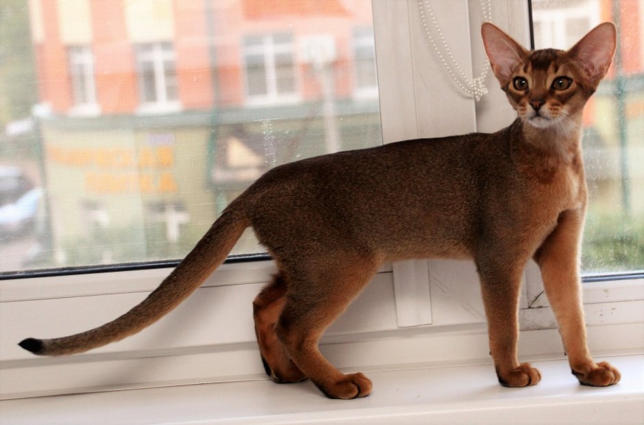 Чаузи кошка ф1