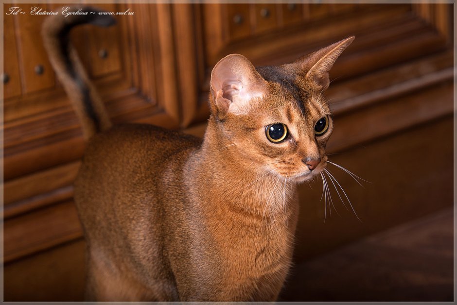 Тайская кошка Корат