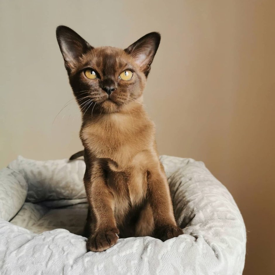 Абиссинская Ориентальная кошка