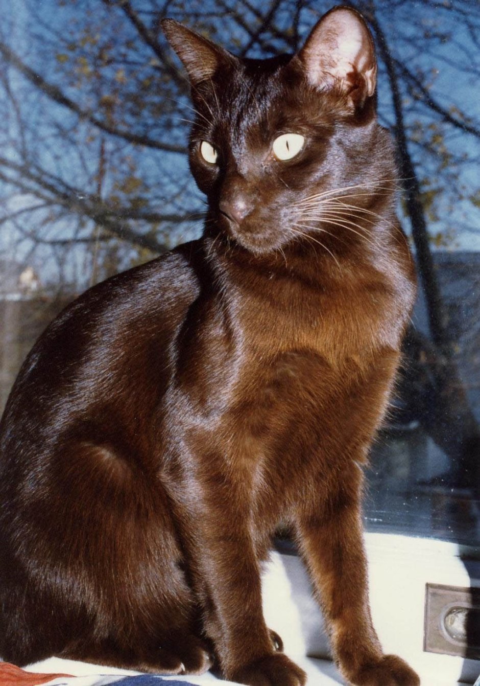 Абиссинская кошка пятнистая