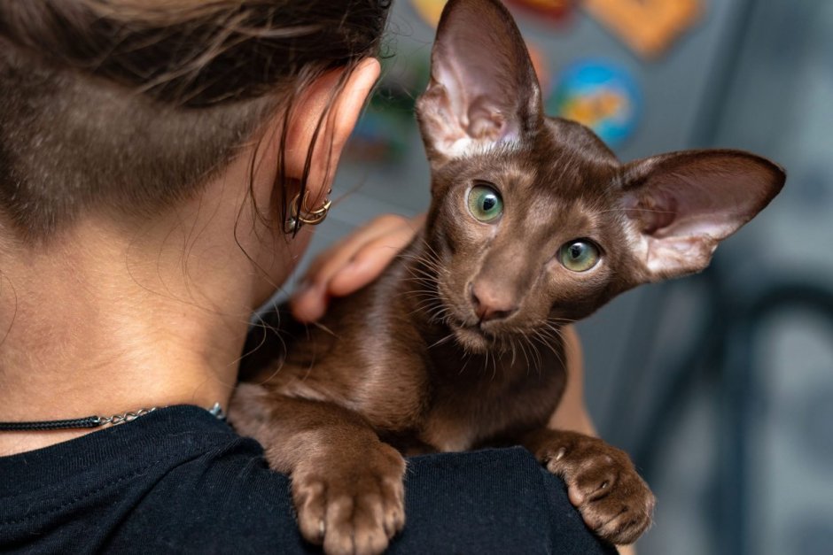 Породы без подшерстка кошек