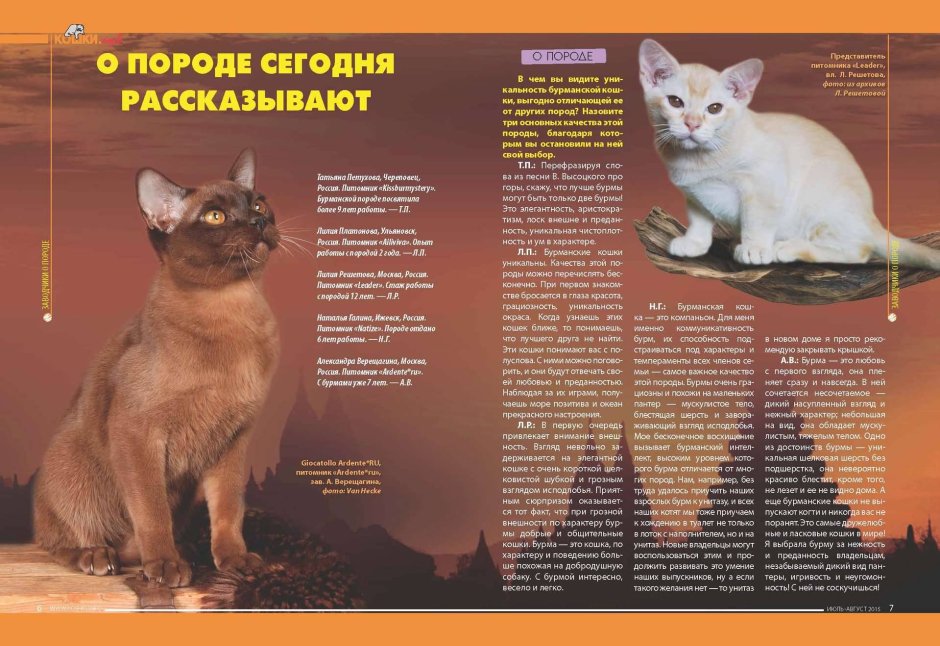 Сомалийская кошка трехцветная