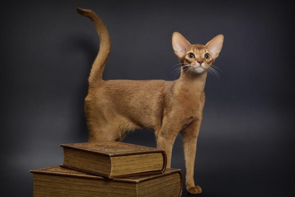 Сиамская кошка Линкс