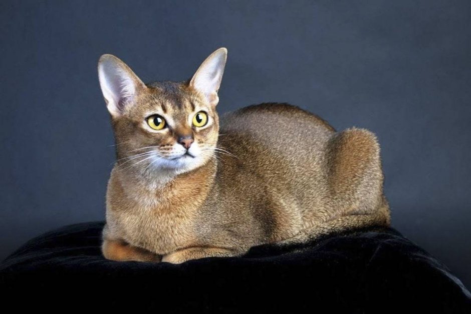 Шиншилла Абиссинская
