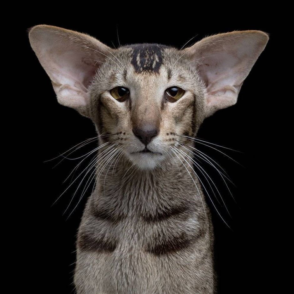 Кошка с длинной шерстью