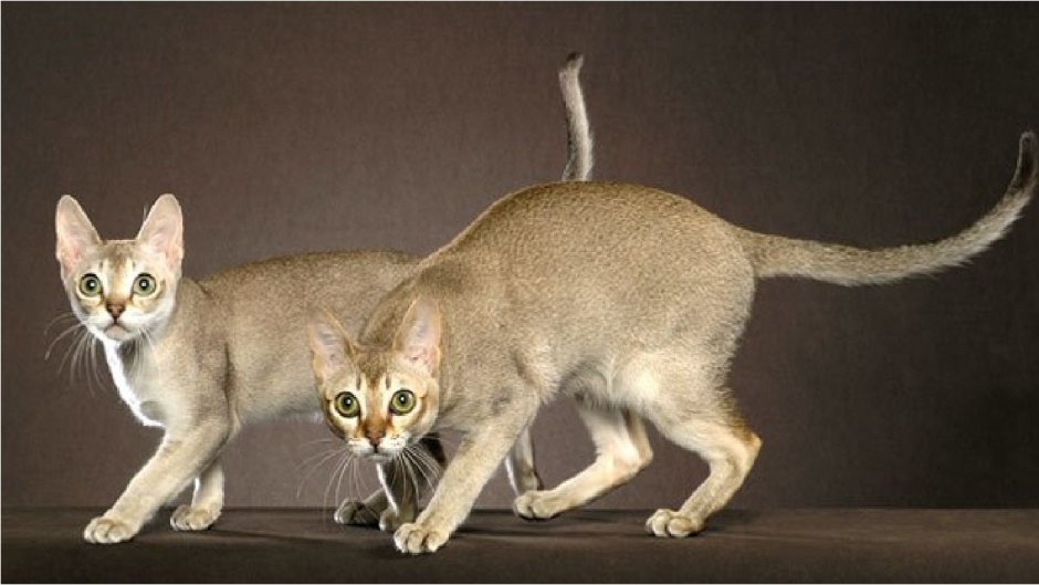 Цейлонская короткошерстная кошка рыжая