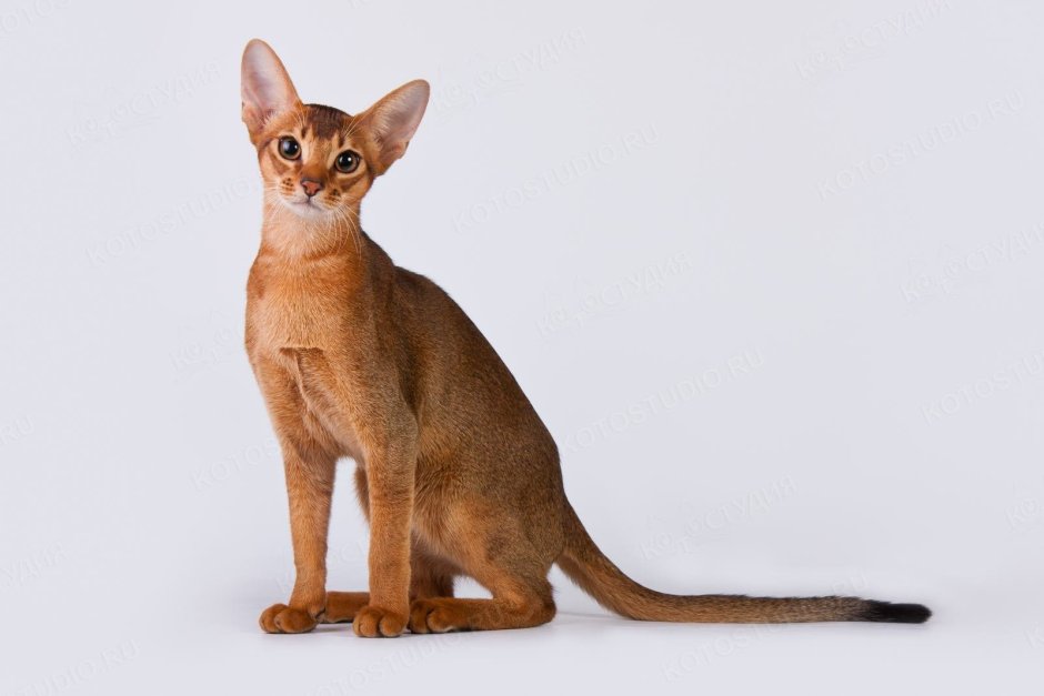 Двуликая кошка Нарния