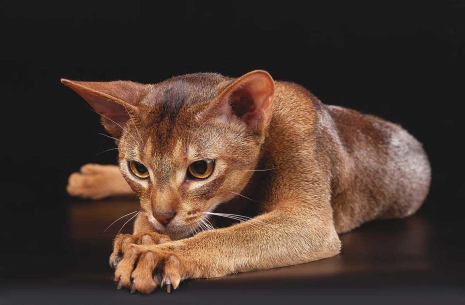 Абиссинская кошка голубая