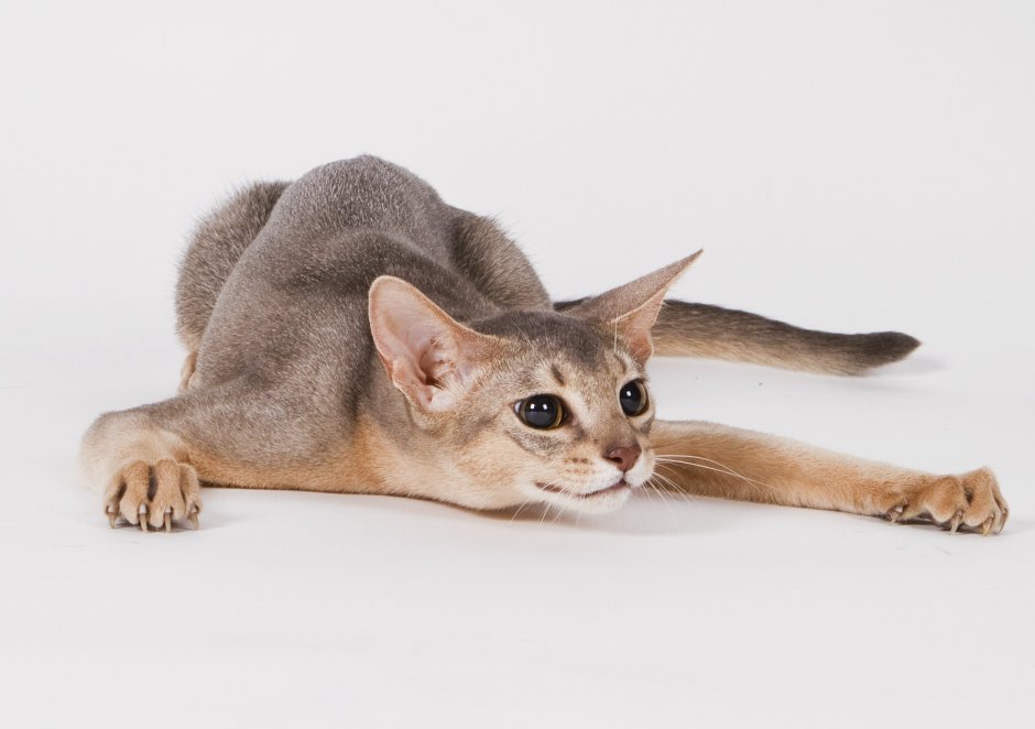 Кошка Египетская абиссинец