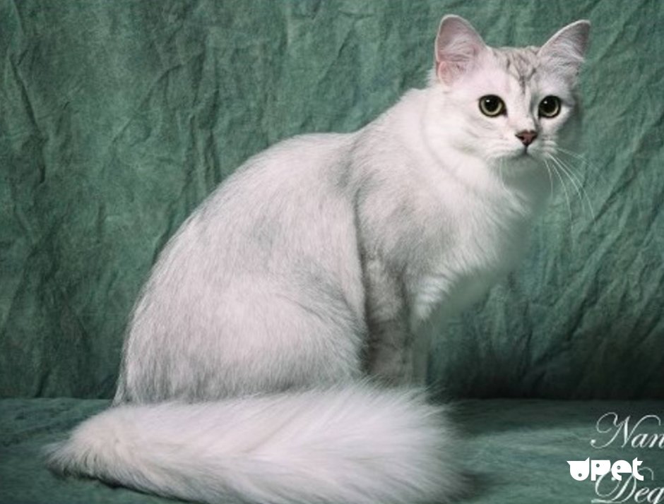 Абиссинская Саванна кошка