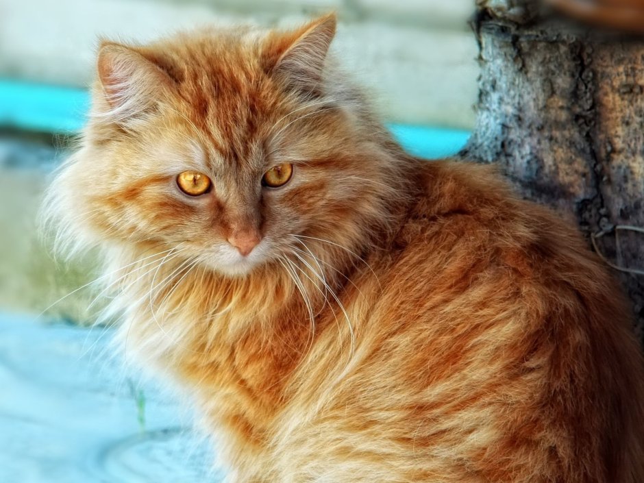 Сибирская кошка рыжая длинношерстная