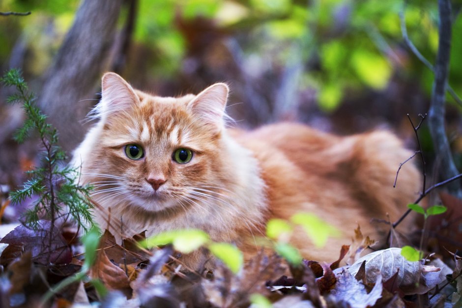 Рыжий котик