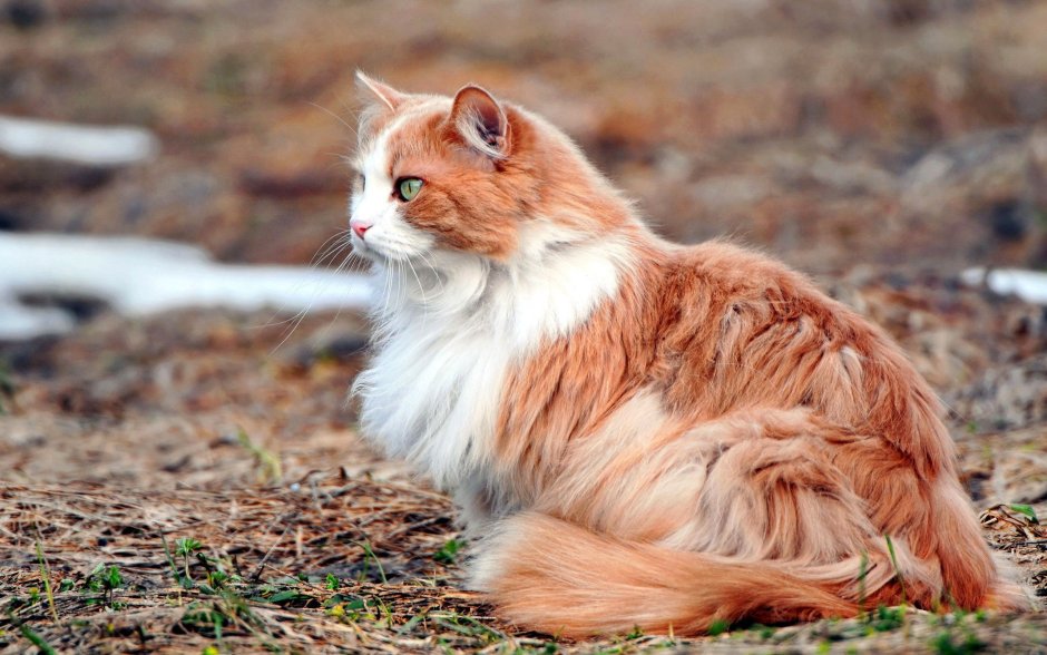 Рыжий длинношерстный Сибирский кот