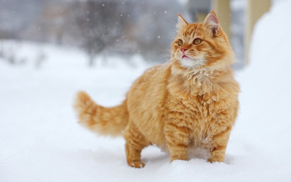 Рыжий котик