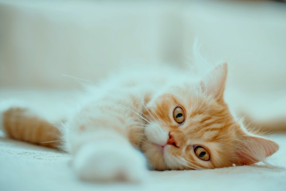 Персиковый котенок на красивом фоне
