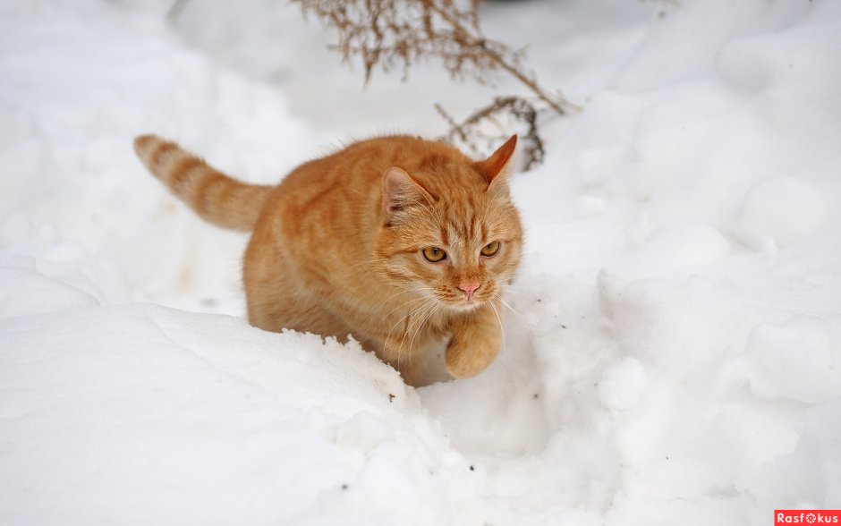 Рыжий кот в снегу