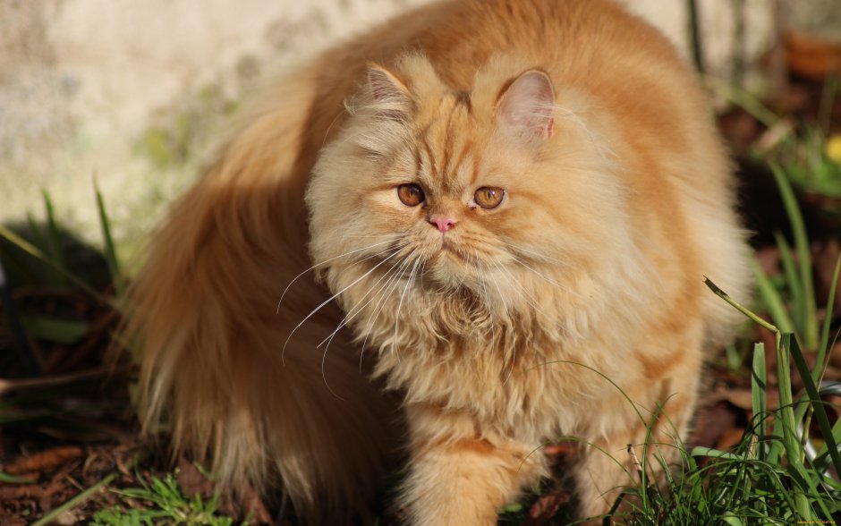 Персидская длинношерстная кошка