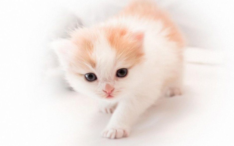 Котята милашки