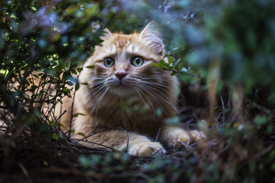 Кот в кустах