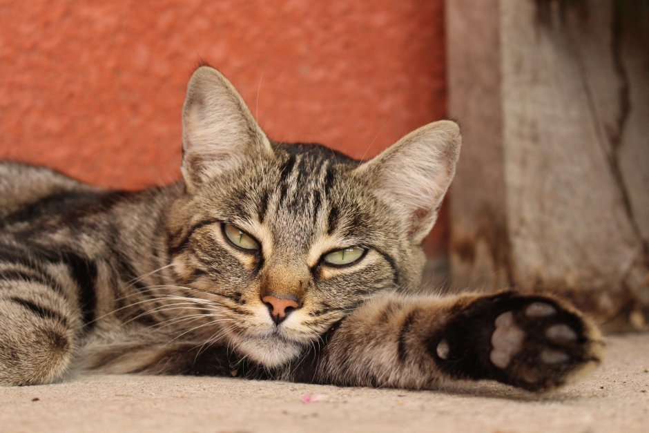 Сибирская кошка короткошерстная