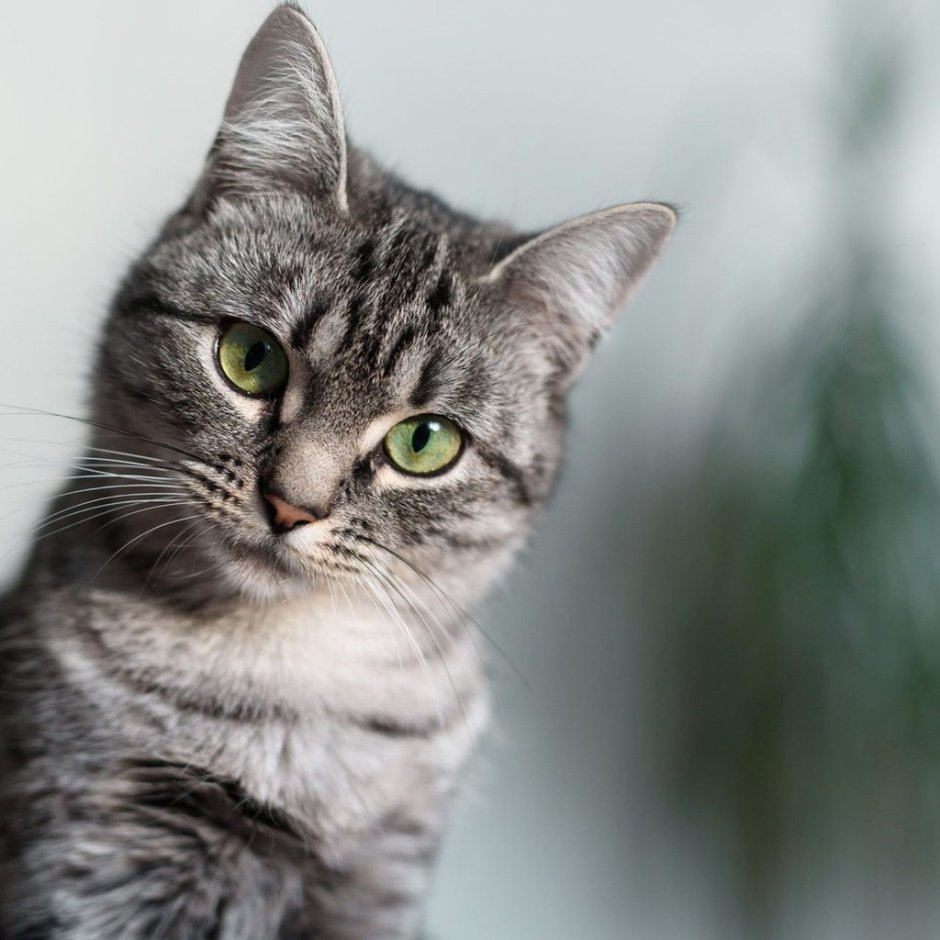 Воспитание рыжего кота
