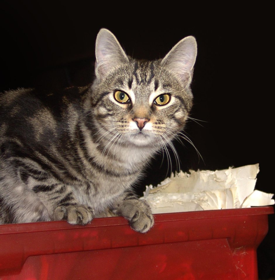 Сибирская кошка короткошерстная