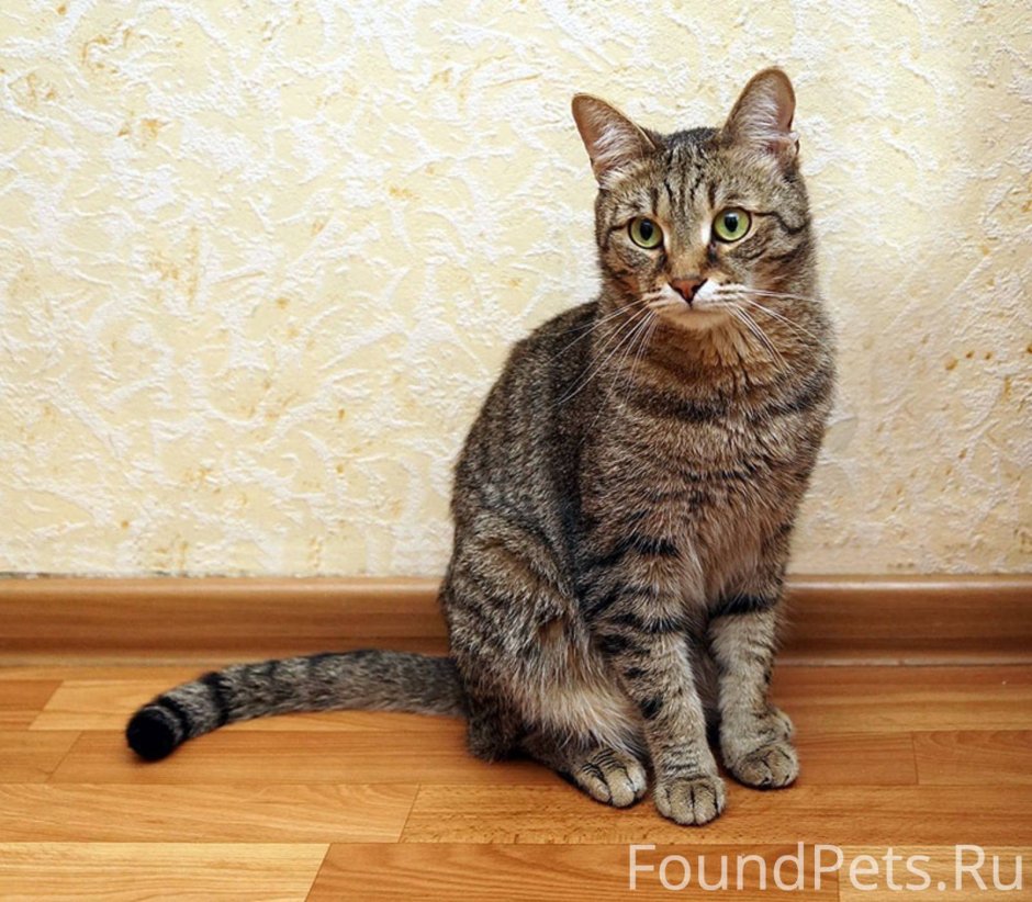 Европейская короткошерстная кошка полосатая