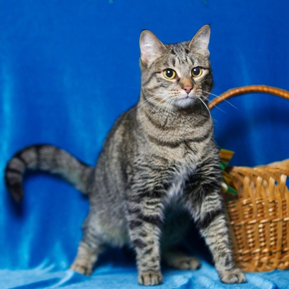 Сибирский кот короткошерстный