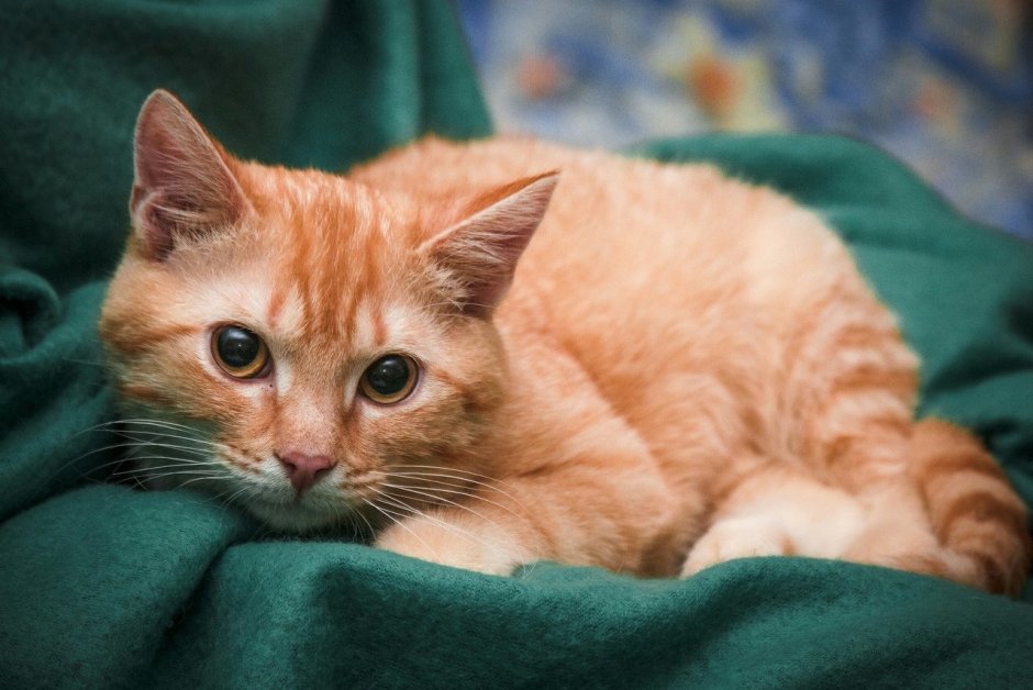 Бенгальский прямоухий кот серый полосатый