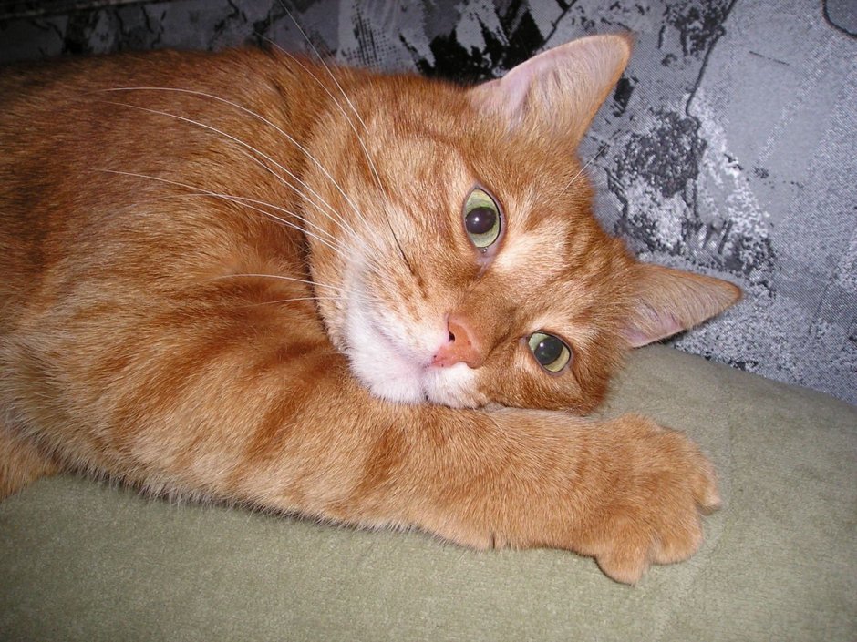 Рыжий котёнок