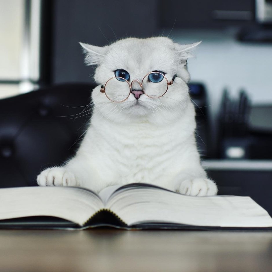 Умные коты
