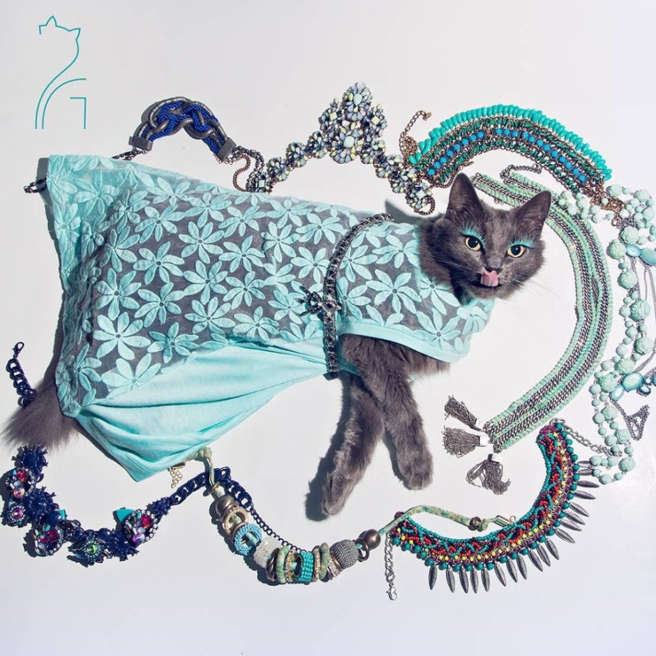 Модная кошка