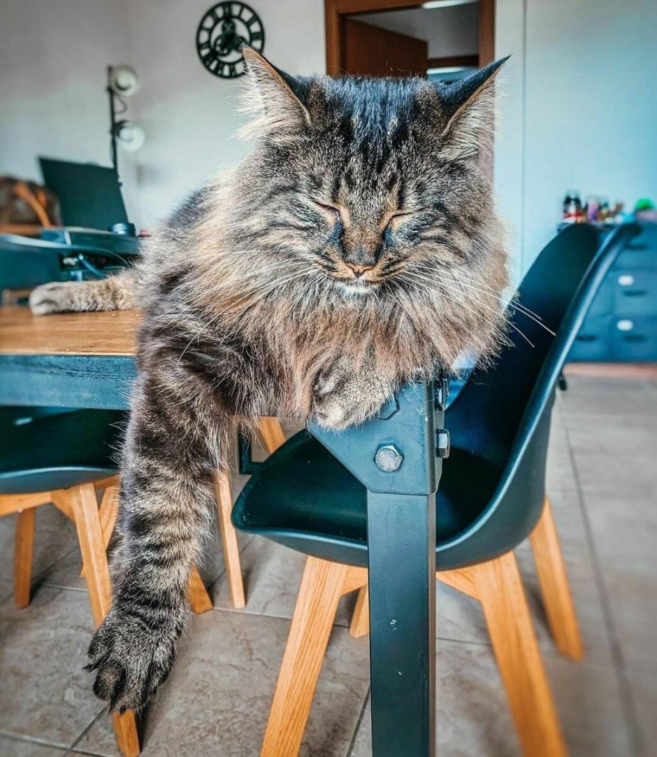 Красивые и умные коты