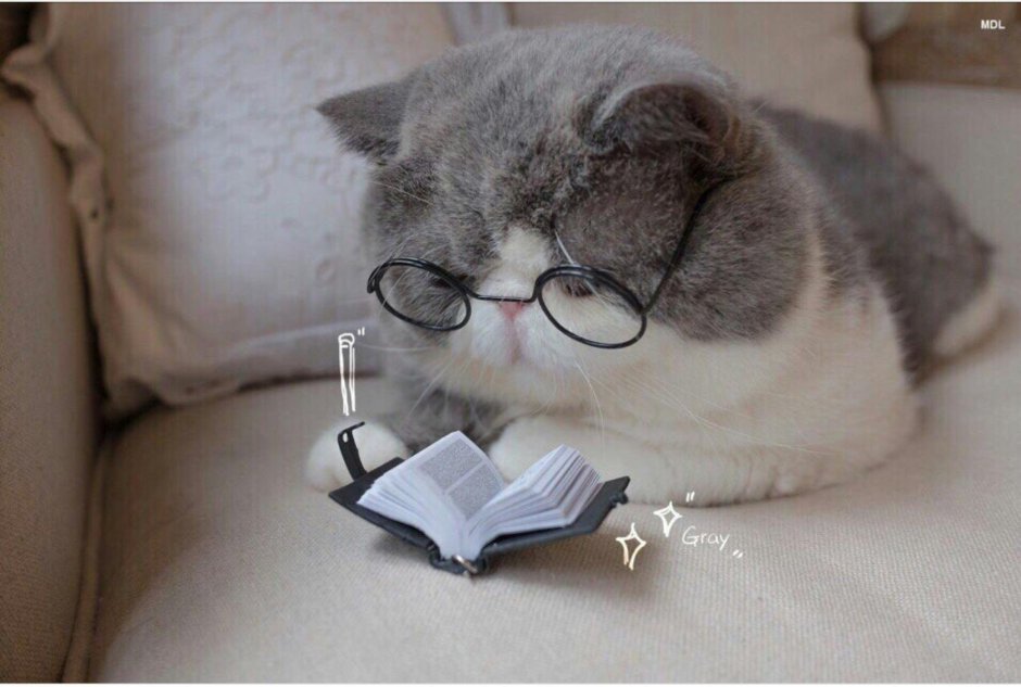 Кот в очках