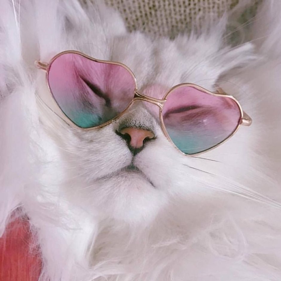 Котенок с цветными очками