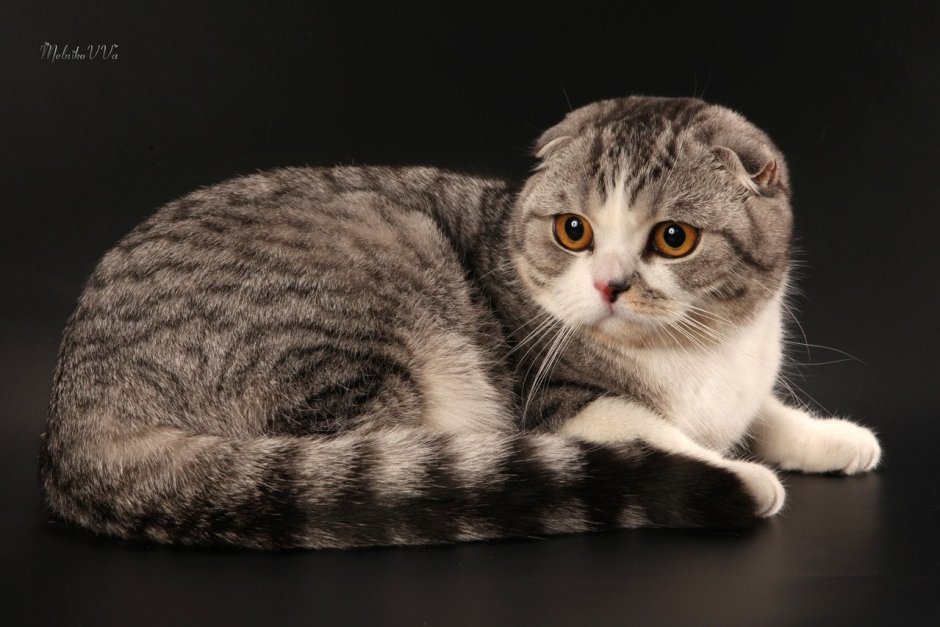 Шотландская короткошёрстная кошка