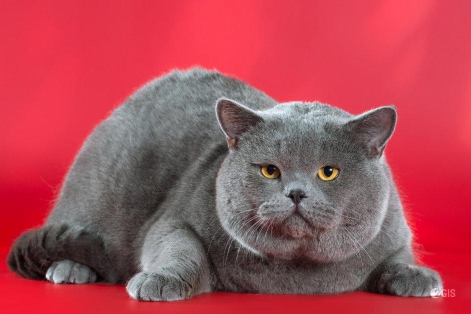 Британская короткошёрстная кошка