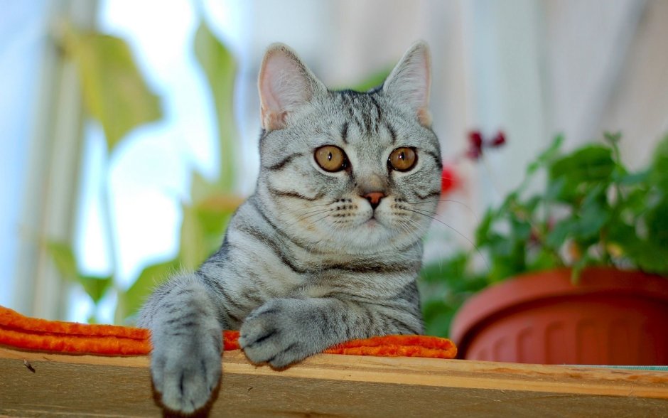 Американская короткошерстная кошка табби