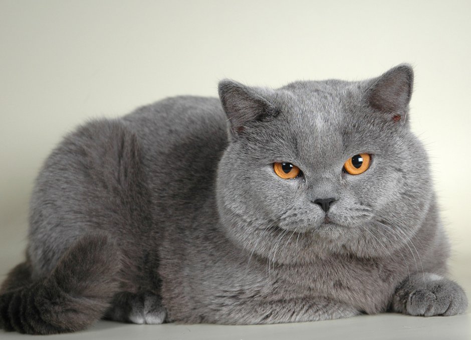 Британский короткошерстный кот серый