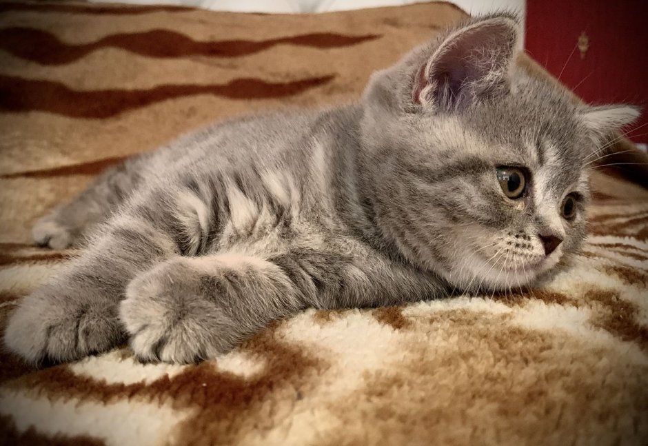 Шотландская короткошёрстная кошка прямоухая