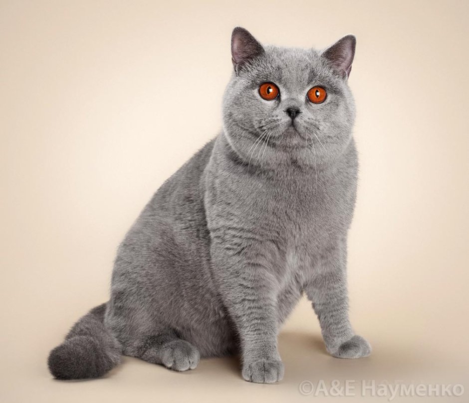 Шотландская прямоухая короткошерстная