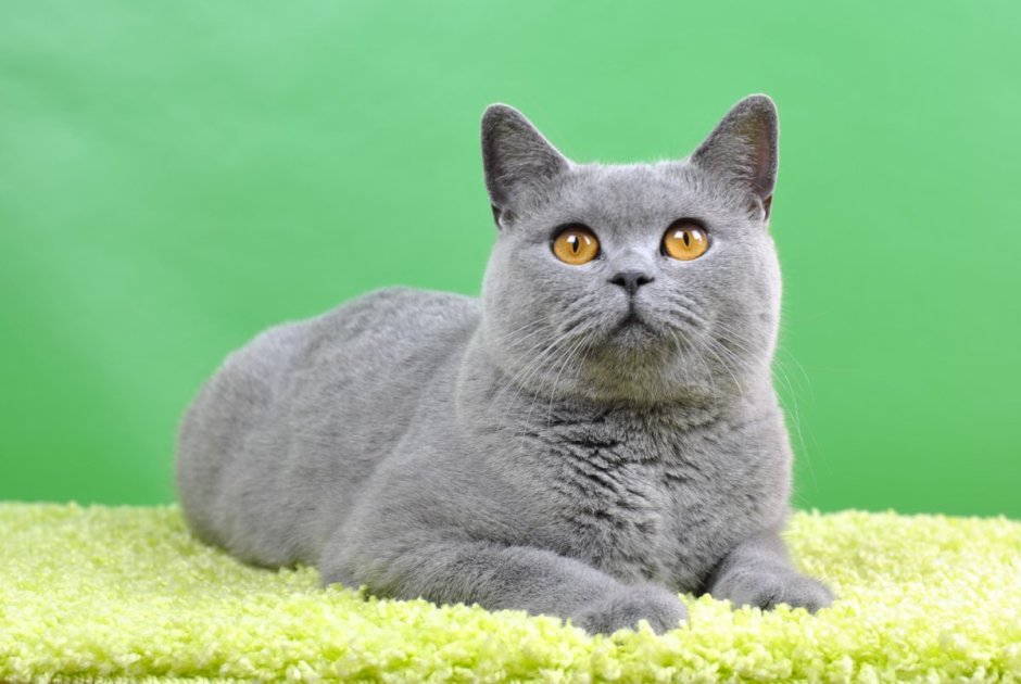 Британский короткошерстный кот серый