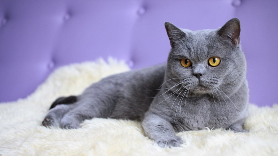 Шотландская кошка прямоухая