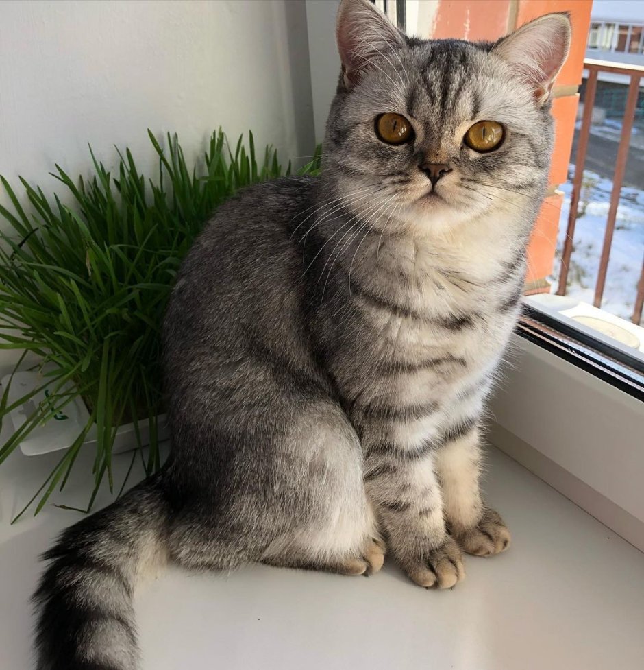 Шотландская кошка прямоухая